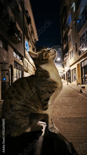 Photography cat looking at apartment - istanbul
