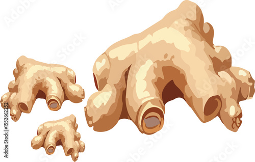 Vector set of fresh ginger root. Hand-drawn illustration of raw ginger rhizome in a detailed, posterized style. Organic food and spice ingredient, isolated on white background