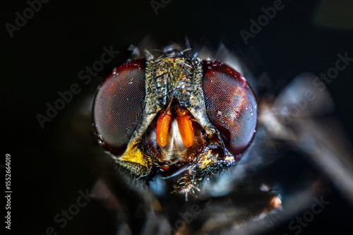 lose-up of a fly's intricate compound eyes, showcasing nature's amazing micro-details.