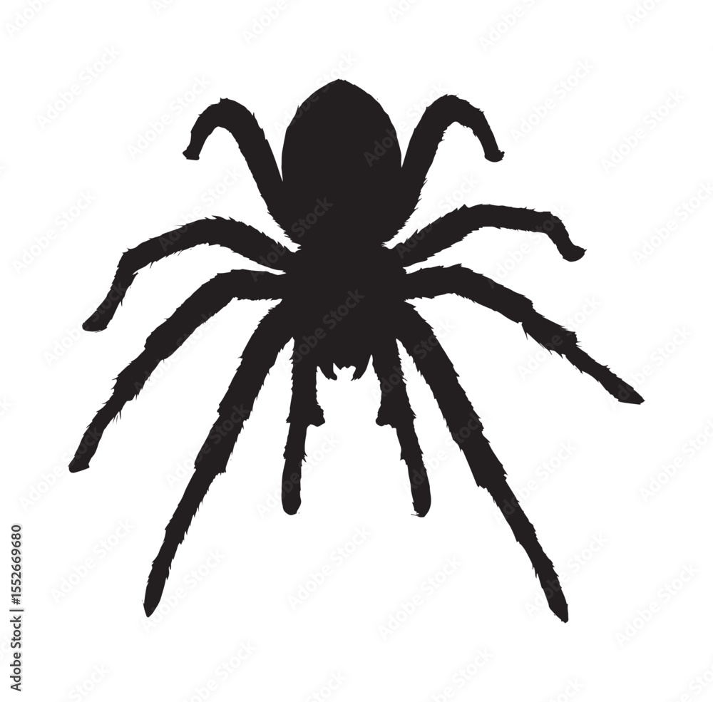 Obraz premium spider silhouette realistic spider vector black and white , spider tattoo