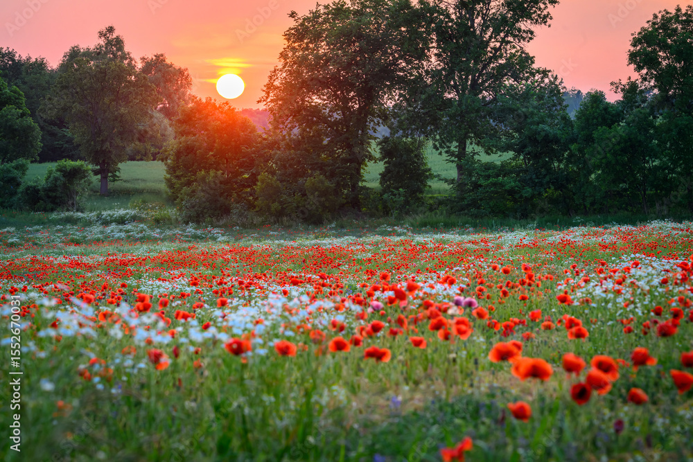 Fototapeta premium Beautiful summer sunrise over wild flowers meadow