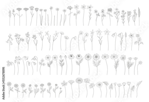 Wildflowers set in line art, contour, and minimal style. Hand drawn diverse meadow flowers, herbs, and wild plants. Botanical elements for design projects. Vector illustration