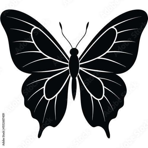 black and white butterfly