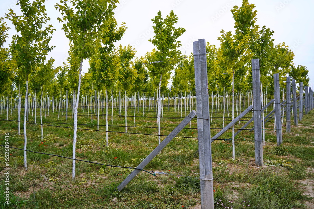 Fototapeta premium Plant nursery with various trees and shrubs in neat rows. Lush greenery, natural setting