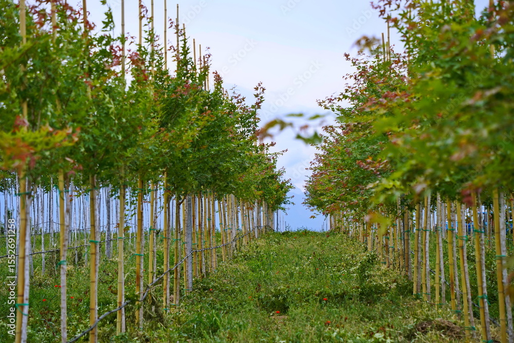 Obraz premium Plant nursery with various trees and shrubs in neat rows. Lush greenery, natural setting