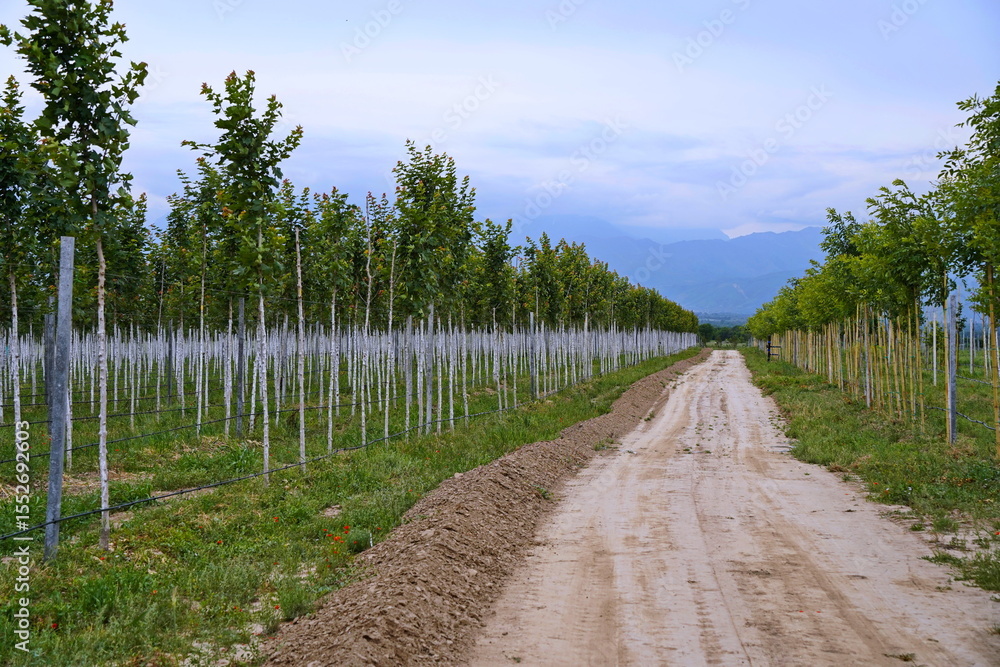 Fototapeta premium Plant nursery with various trees and shrubs in neat rows. Lush greenery, natural setting