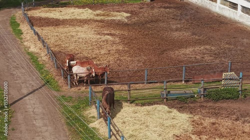 Horses walking in paddocks. Horse farm. Horse breeding