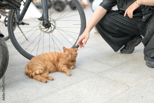 Φωτογραφία A young Chinese man in his 20s, wearing glasses and casual spring clothes, sits on a bench in the university campus, gently petting a friendly stray cat that rubs against his hand
