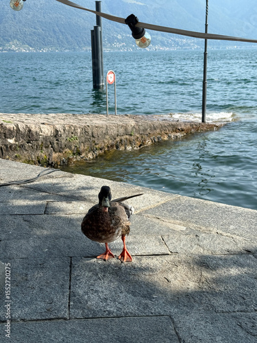 Coolcation from Montreux to Ascona