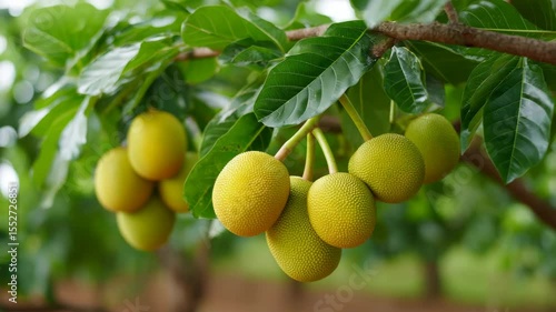 Wallpaper Mural Close-Up View of Green Spiky Fruit on Tree Branch Surrounded by Lush Green Leaves in Natural Setting Torontodigital.ca