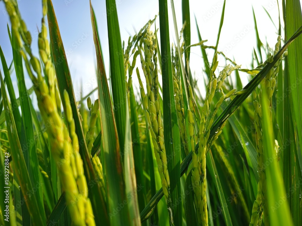 Fototapeta premium Organig rice field, Close up rice paddy on rice plant