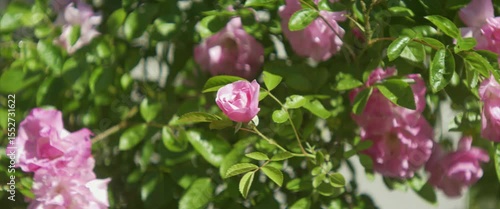 Bush of climbing rose with gentle flowers and buds 4k scope vide