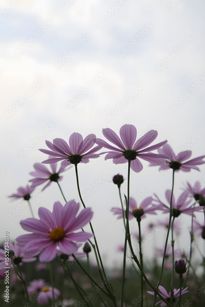 Delicate Pink and purple Cosmos Flowers in Sunlit Garden Realistic Floral Photography Delicate Pink and purple Cosmos Flowers in Sunlit Garden Realistic Floral Photography