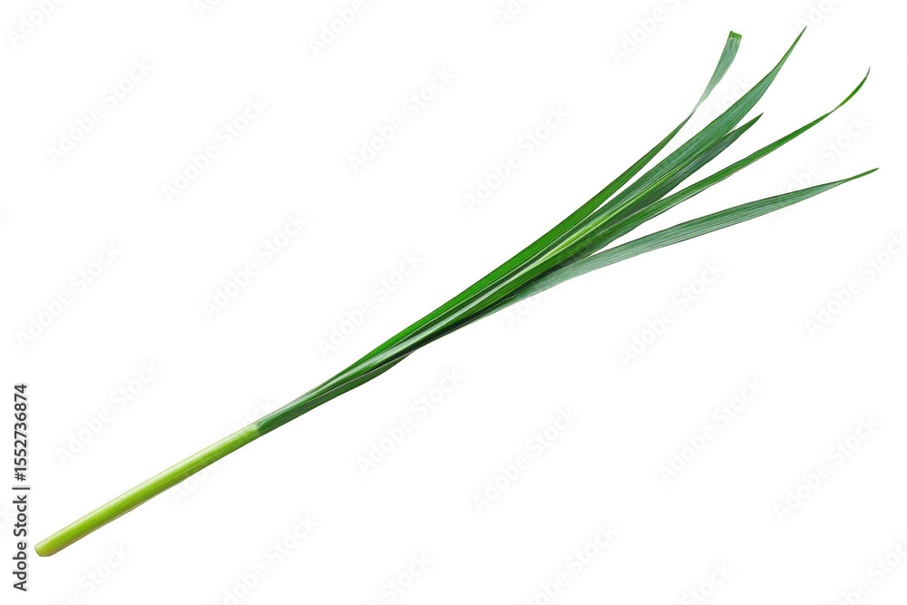 Fototapeta premium Fresh Green Leaves Isolated on Black Background with Simplicity Theme