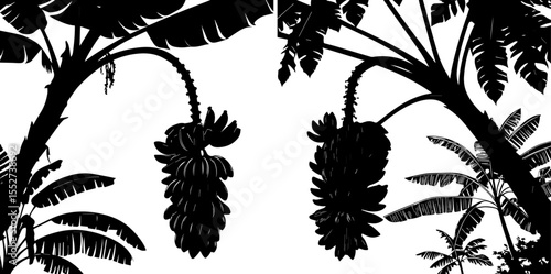 Banana Trees with Bunches of Bananas Silhouette Vector Set