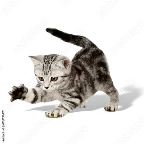 A playful kitten reaching out, showcasing its curiosity and playful nature.