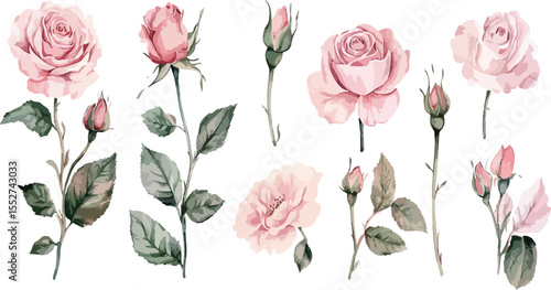 Set of Delicate Pastel Pink Roses and Buds