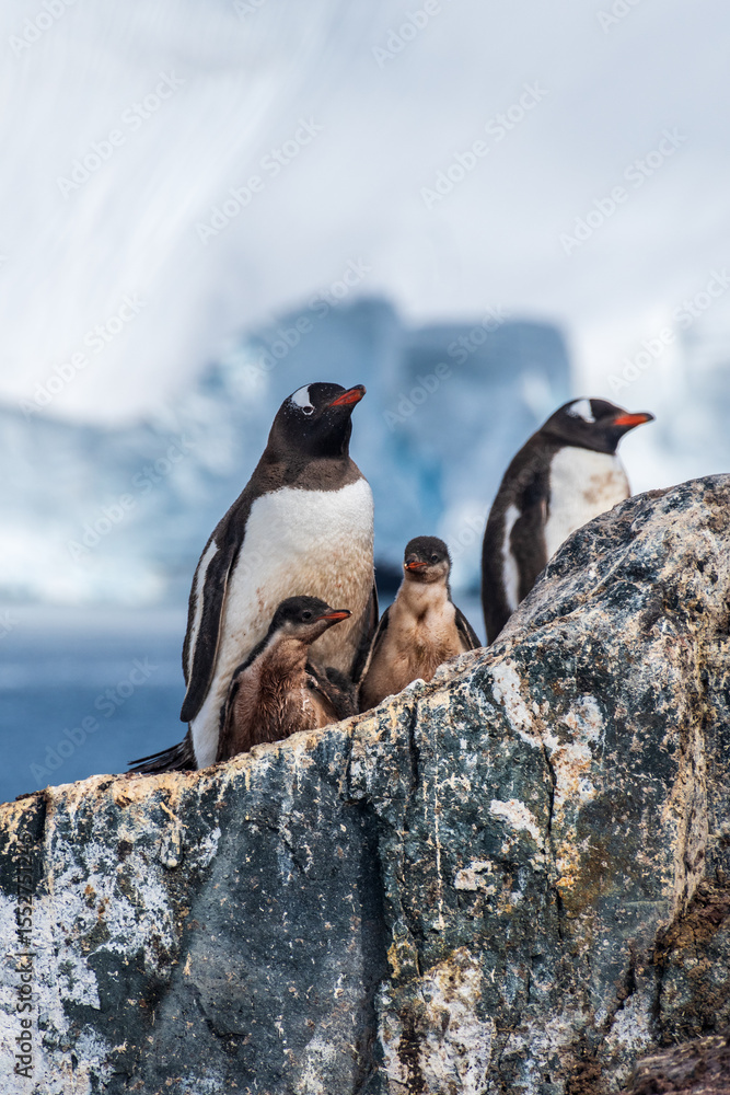 Obraz premium Close-up of nesting Gentoo Penguin -Pygoscelis papua- with their chicks at Cierva Cove colony, on the Antarctic peninsula