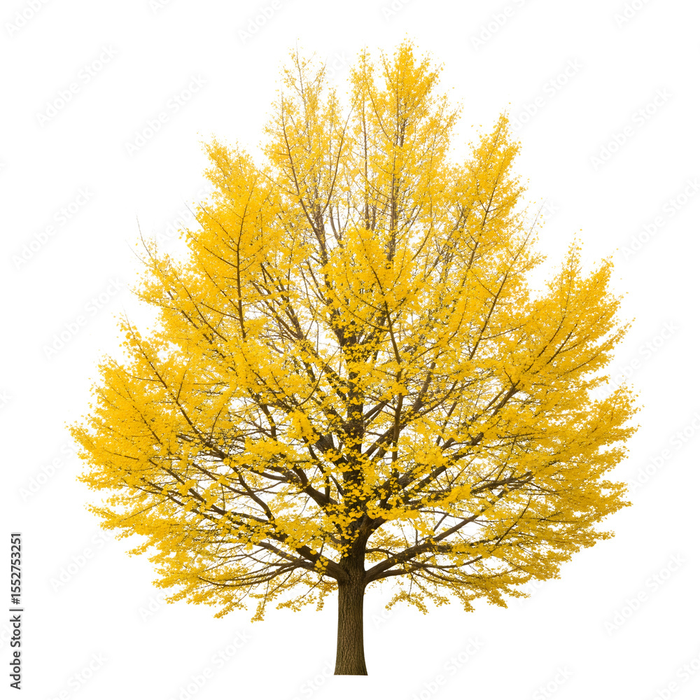 Fototapeta premium A mature ginkgo tree displaying vibrant yellow foliage during the autumn season isolated on transparent background