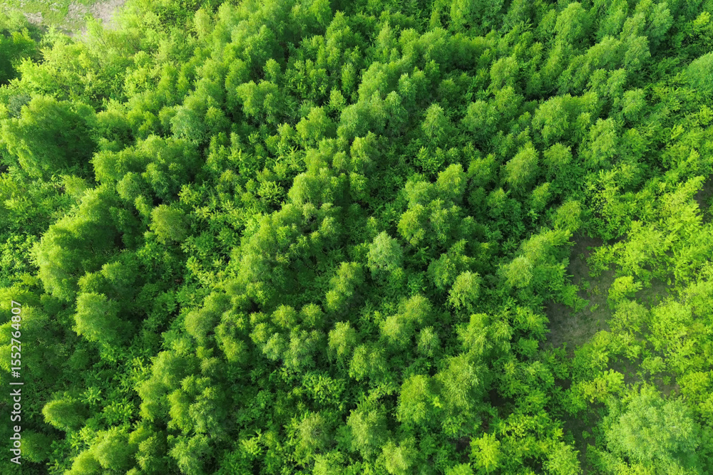 Fototapeta premium Drone image of lush forested countryside