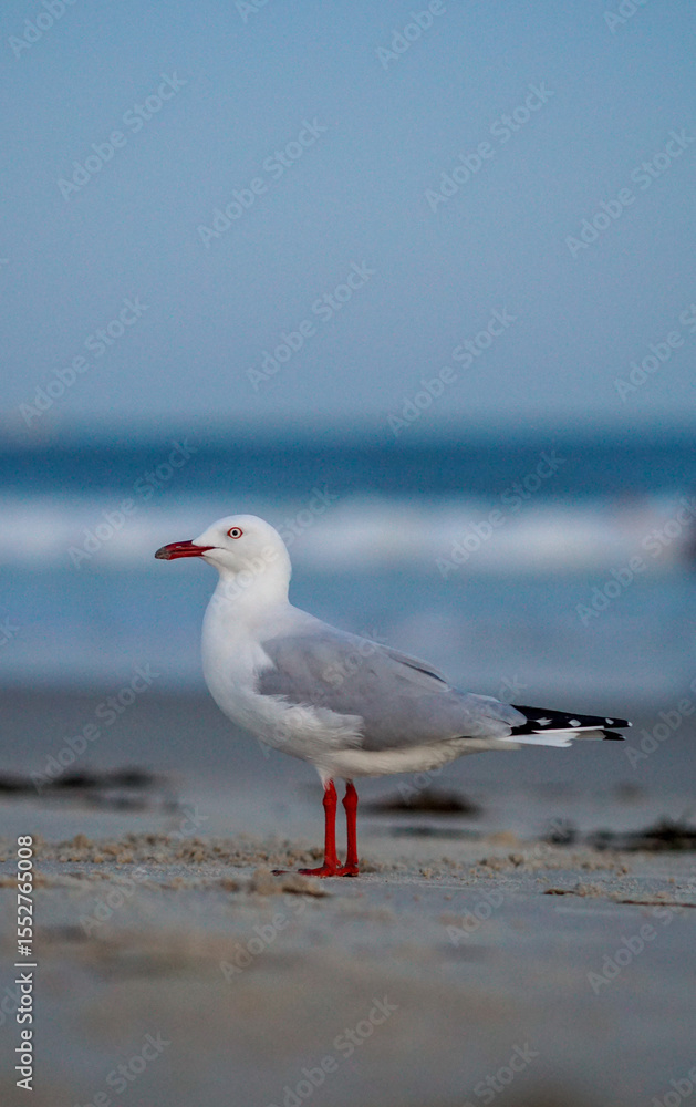 Fototapeta premium seagull on the beach