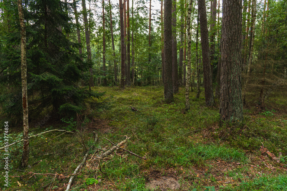 Fototapeta premium The natural landscape of a temperate pine forest in the summer season