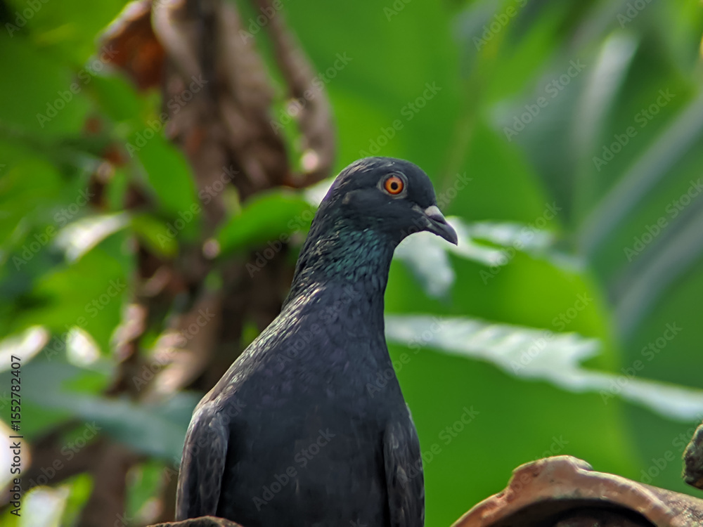 custom made wallpaper toronto digitalA vigilant black pigeon with striking orange eyes and iridescent neck feathers is captured in a close-up, perched on a terracotta roof tile against a vibrant, soft green leafy background.