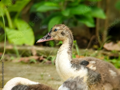 A curious young duckling, displaying unique markings and a touch of mud, stands attentively amidst lush green leaves, a snapshot of innocent wonder in nature