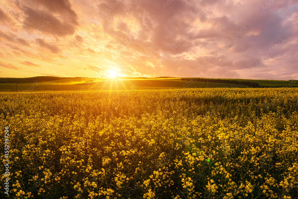 Fototapeta premium Yellow bright flowers bloom in a field of rapeseed at sunset light, creating a beautiful summer landscape. Agricultural business concept image.
