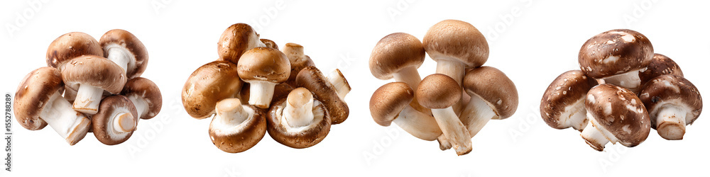 Set of fresh brown mushrooms with short stems, isolated on transparent background.
Set of fresh brown mushrooms with short stems, isolated on transparent background.