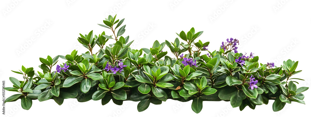 Fototapeta premium Stock photo of hebe plant with purple flowers for garden design and decoration on transparent background