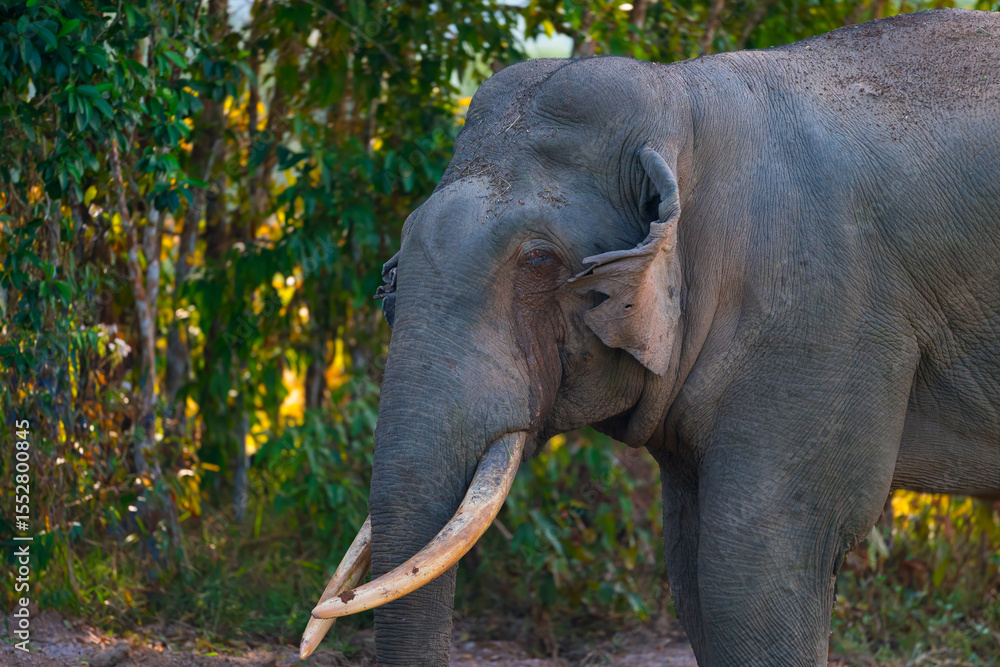 Fototapeta premium Elephants are large mammals and are the largest land animals. Wild elephants eat plants. They are big, have a small head, big legs, and have a trunk that reaches to the ground. That trunk is the nose.