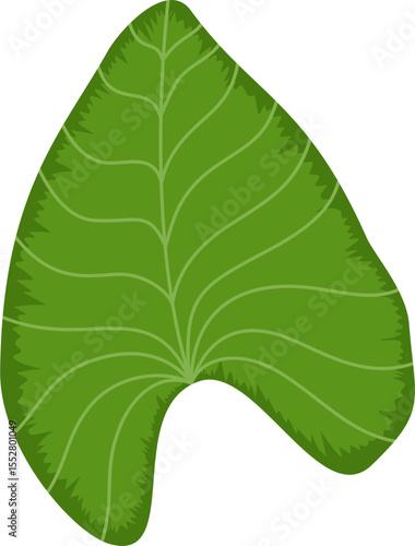 Taro leaf. Tropical leaves vector illustration