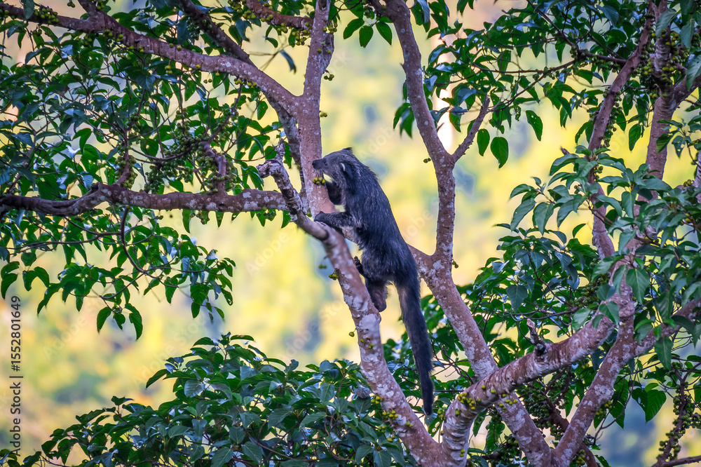 Obraz premium Binturong (Bear Cat) It belongs to the civet family. It has a large head, gray fur on the face, small round ears, a long body, and rough, black fur.