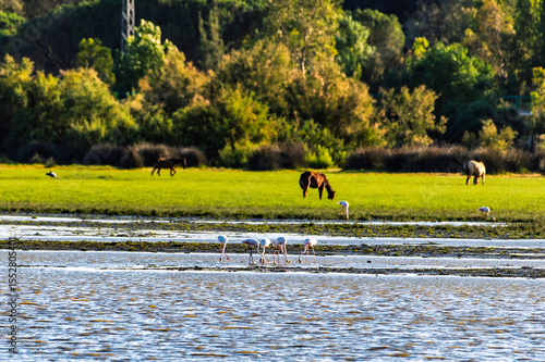 Flamingos feed in a marsh with wild horses grazing in the background in Doñana National Park in Spain.
