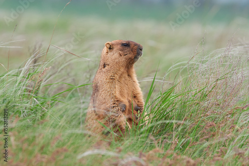 A steppe marmot stands in the grass