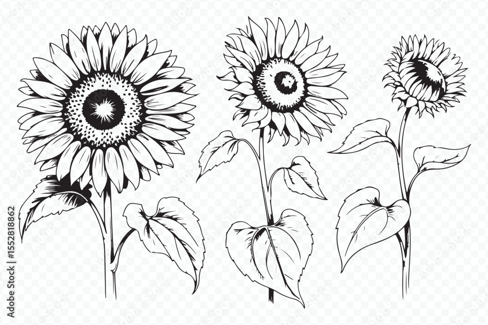 Fototapeta premium detailed sunflower sketches depicting developmental phases: bud, half-open, flowering, mature seed head vector