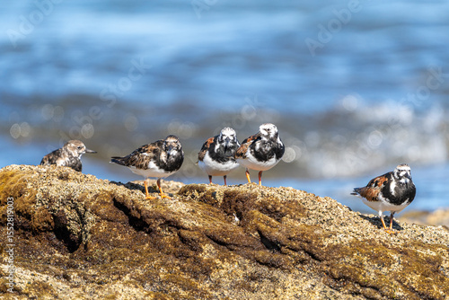 Vuelvepiedras, Turnstone