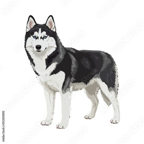 Realistic Husky Dog Vector Illustration