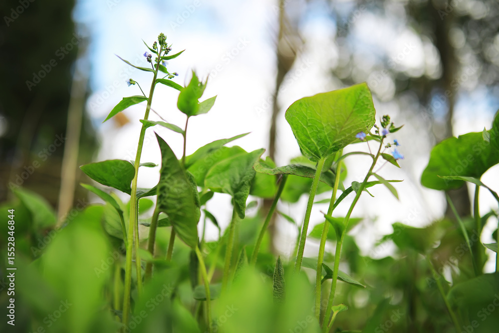 Obraz premium Close-Up of Fresh Green Plants with Tiny Blue Flowers in a Natural Outdoor Setting