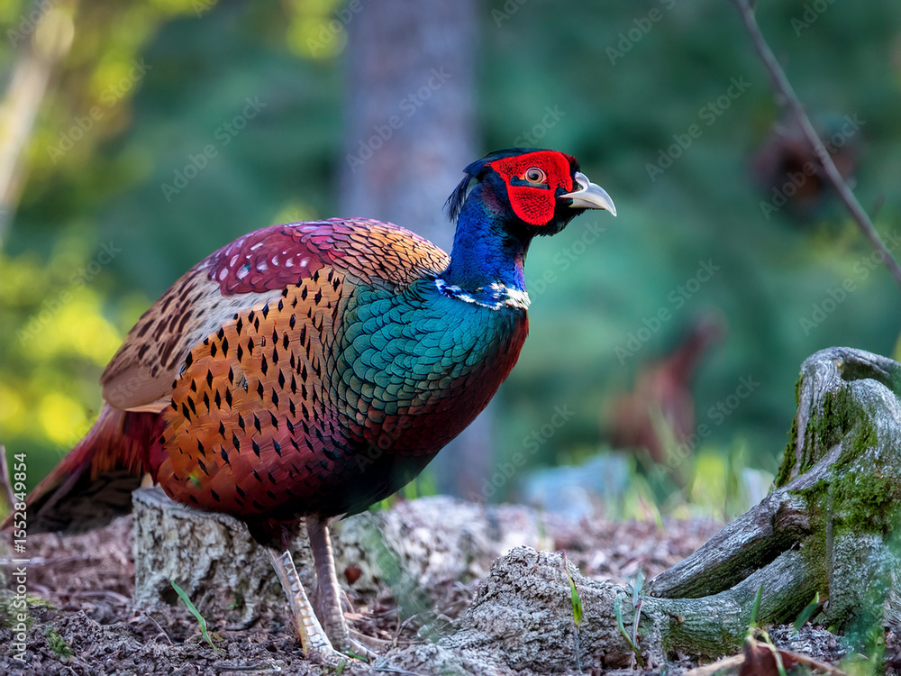 Fototapeta premium A detailed photo of a pheasant showcasing its exotic colors and patterns.