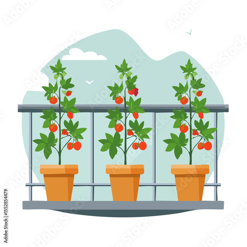 Tomatoes in pots on a balcony - urban gardening illustration