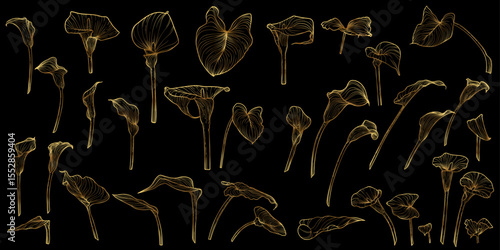 Vector line art of calla with a golden touch. Hand drawn high quality and detailed callas. Elegant summer flowers for print and online. Luxurious flowers for card, invitations, wallpapers