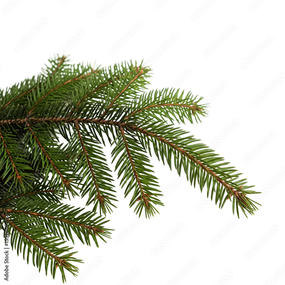 fir tree branch isolated fir tree branch isolated