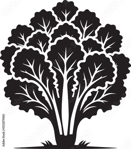 Crisp Green Lettuce Vegetable Vector Illustration