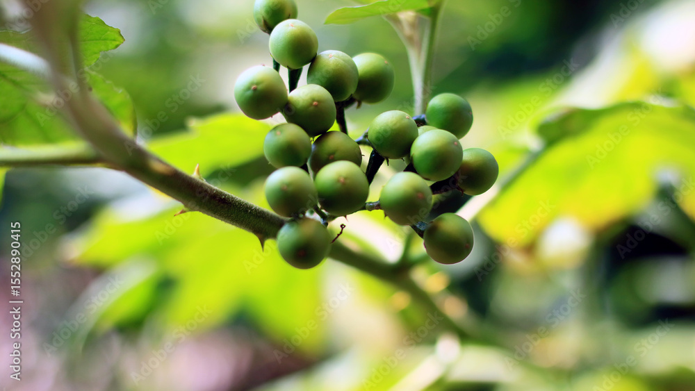 Pea eggplant fruit grows on trees. Pea eggplant fruit grows on trees.