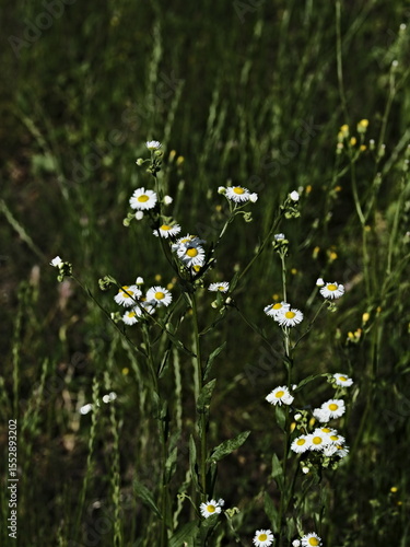 Wallpaper Mural daisies and the grass Torontodigital.ca