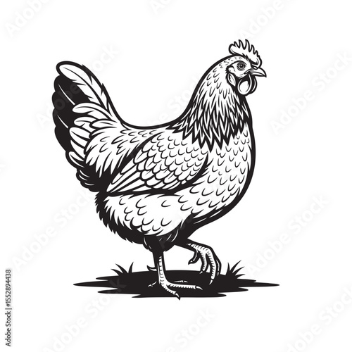 A detailed black and white vector illustration of an Australorp chicken standing gracefully on grass.