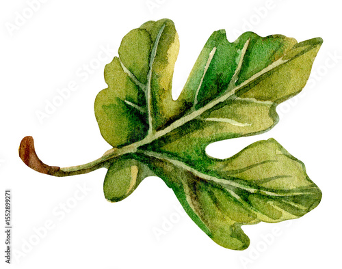Watercolor illustration of a fig leaf showcasing natural details and vibrant green tones against a white background