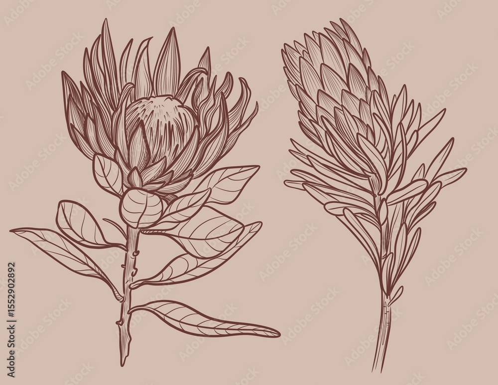 Obraz premium Hand drawn linear illustration of a protea flower in brown ink on a beige background. Elegant botanical sketch in minimal vintage style.Perfect for floral prints, packaging, wedding design